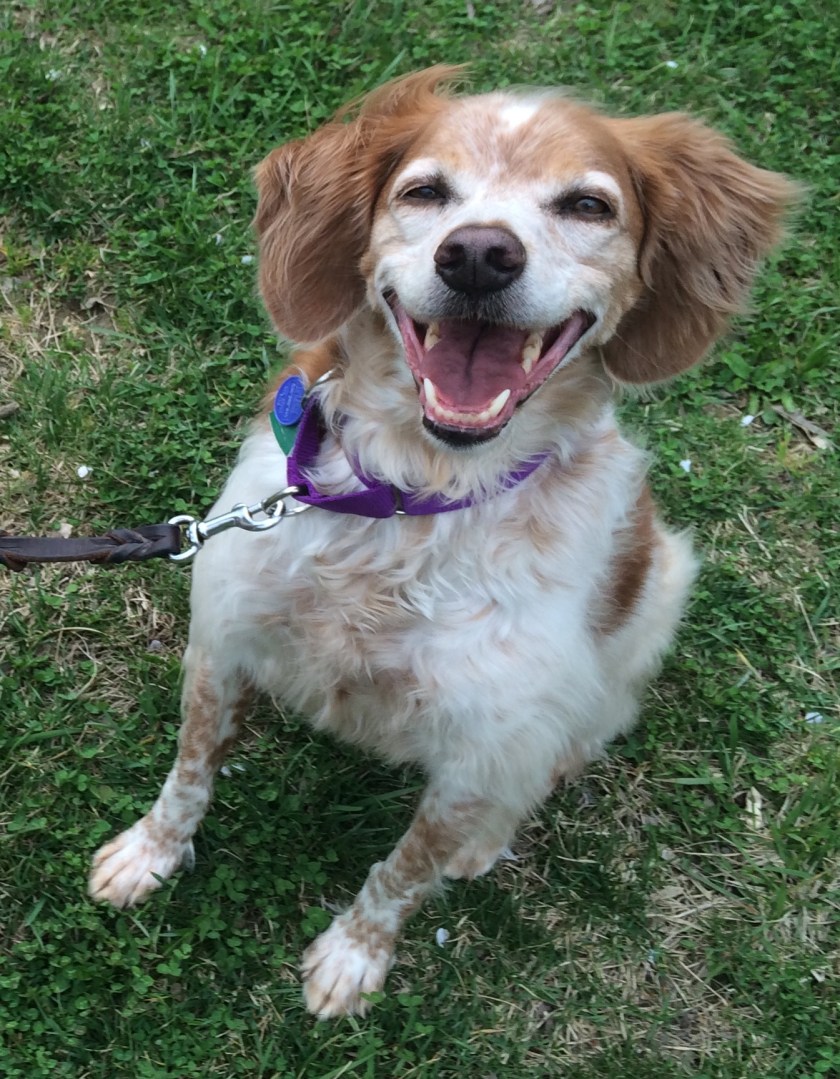 Dutchess after a thunderstorm.